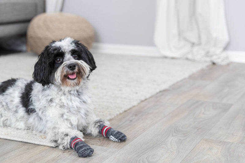 Trixie Dog Socks
